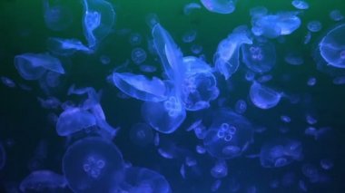 Bir akvaryum jellyfishes