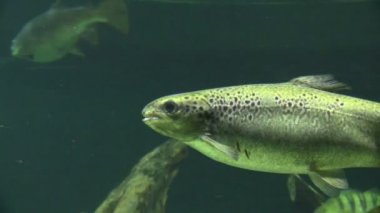 Fisches bir akvaryum