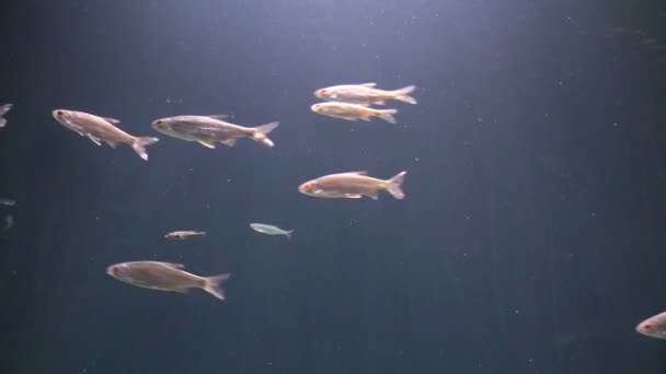 Školu ryb v akváriu