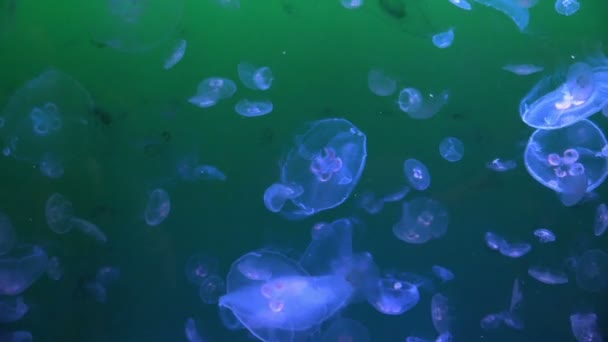 Bir akvaryum jellyfishes — Stok video