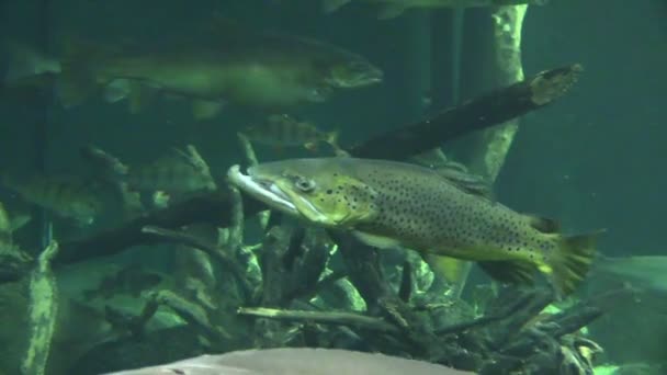 Fische im Aquarium — Stockvideo