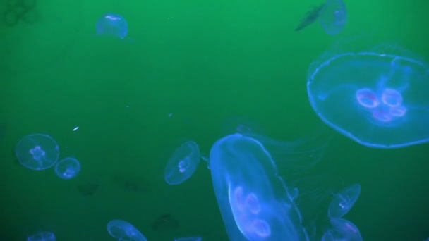 Bir akvaryum jellyfishes — Stok video