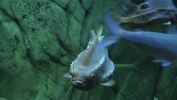 Lumpfish in Aquarium — Stock Video