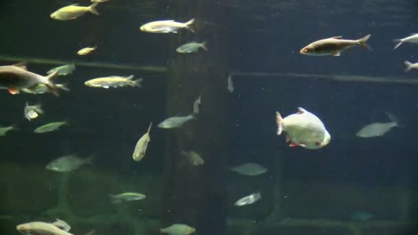 École de poissons dans un aquarium — Video