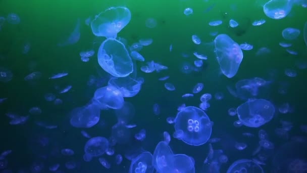 Bir akvaryum jellyfishes — Stok video