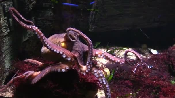 Chobotnice v akváriu — Stock video