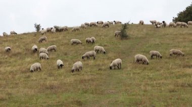 Arazide otlayan koyunları