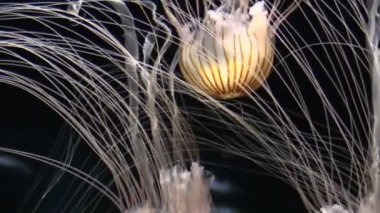 Akvaryum jellyfishes