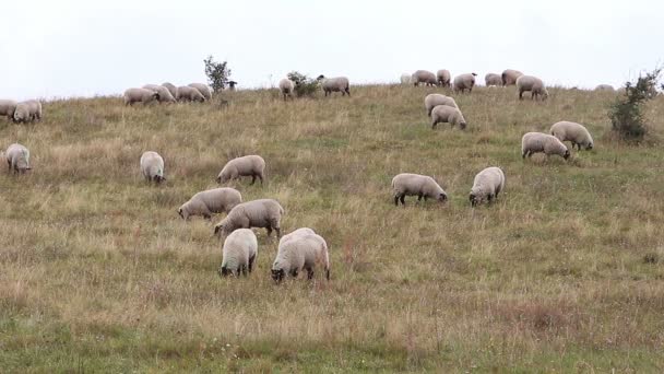 Grazing sheeps in  pasture — Stock Video