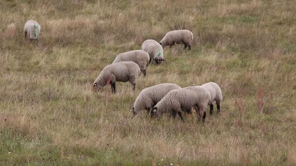 Grazing sheeps in  pasture — Stock Video