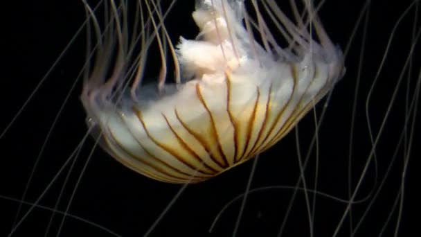 Jellyfishes w akwarium — Wideo stockowe