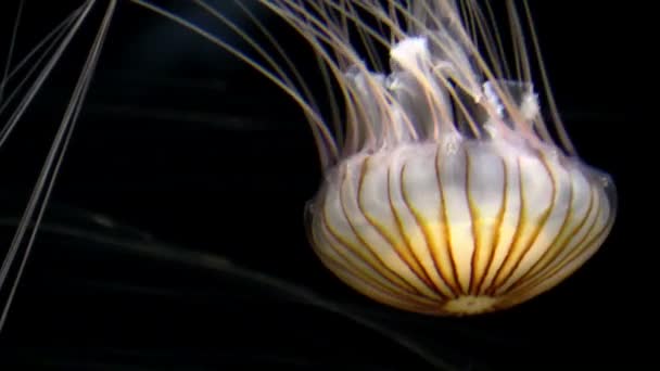 Le meduse in acquario — Video Stock