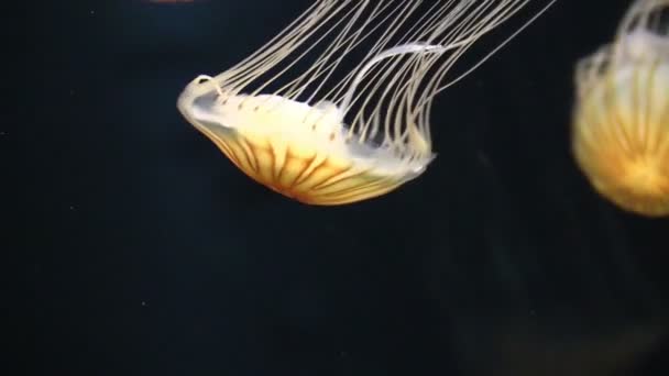 Akvaryum jellyfishes — Stok video