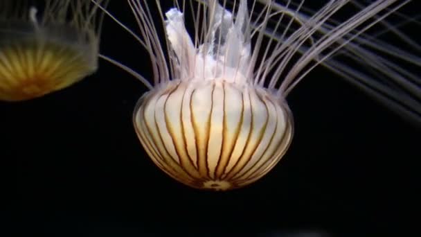 Les méduses dans l'aquarium — Video