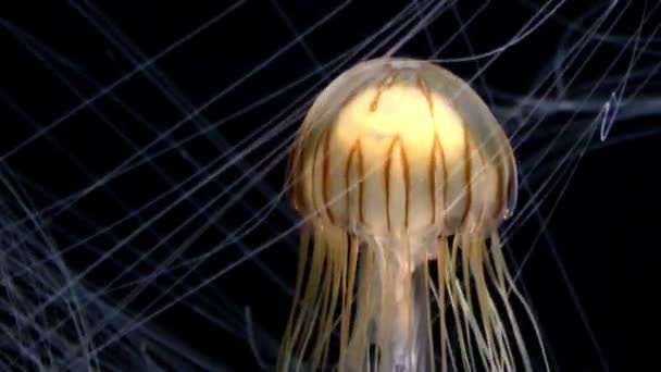 Las medusas en el acuario — Vídeos de Stock