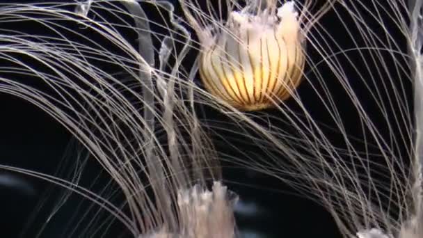 Akvaryum jellyfishes — Stok video