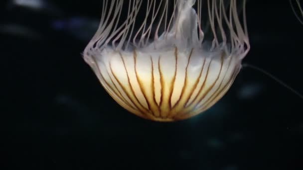Jellyfishes v akváriu — Stock video