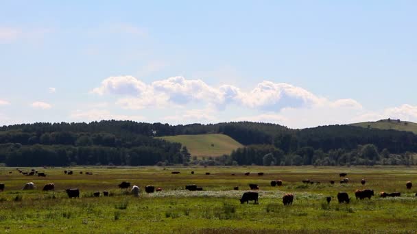 Pastoreo de vacas en un pasto — Vídeo de stock