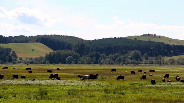 Pâturage de vaches dans un pâturage 