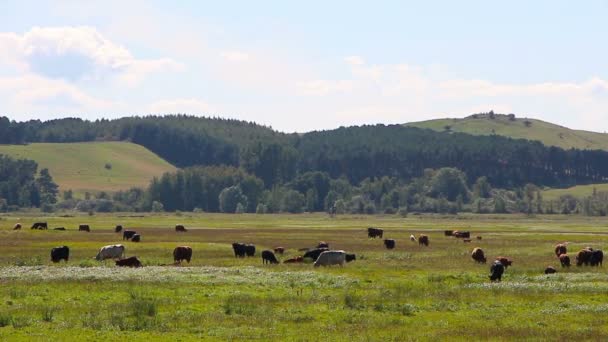 Pâturage de vaches dans un pâturage 