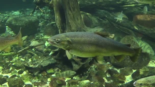 Fisches in an aquarium — Stock Video