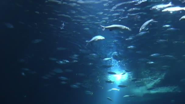 Iskola halak az akváriumban — Stock videók