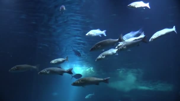 La escuela de los peces en el acuario — Vídeos de Stock