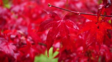 Yağmur altında kırmızı sonbahar akçaağaç yaprakları