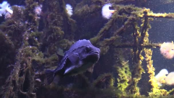 Lumpffische im Aquarium — Stockvideo