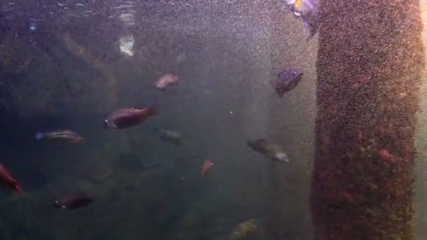 Fishes floating in foam of sea — Stock Video