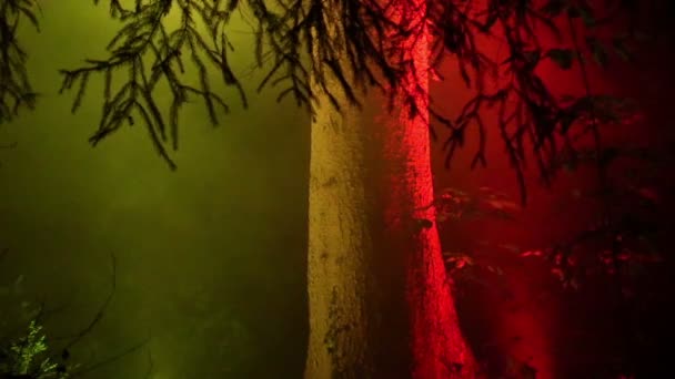 雾和夜间的照明中的树 — 图库视频影像