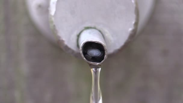 La corriente de agua de un manantial enbosque — Vídeos de Stock