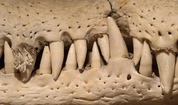 악어 턱의 치아 — 스톡 사진