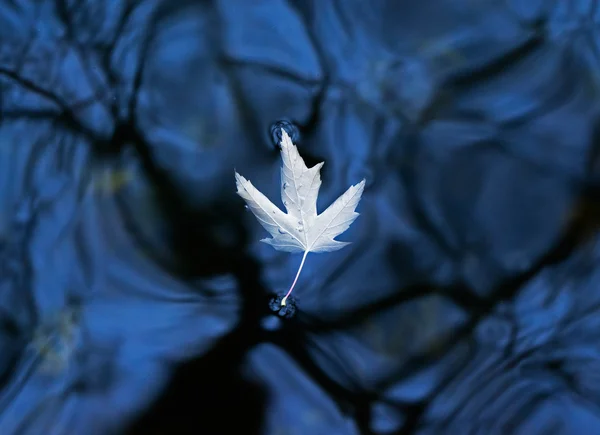 Gedroogde Herfstblad op het water — Stockfoto