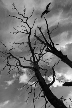 Uçuş Falcon kuru bir ağaç üzerinde