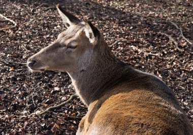 Güneş ışığı altında ormandaki geyik