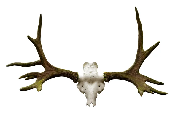 Antlers su uno sfondo bianco — Foto Stock