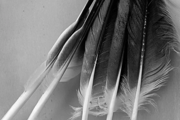 Feathers of birds against  wooden wall — Stock Photo, Image