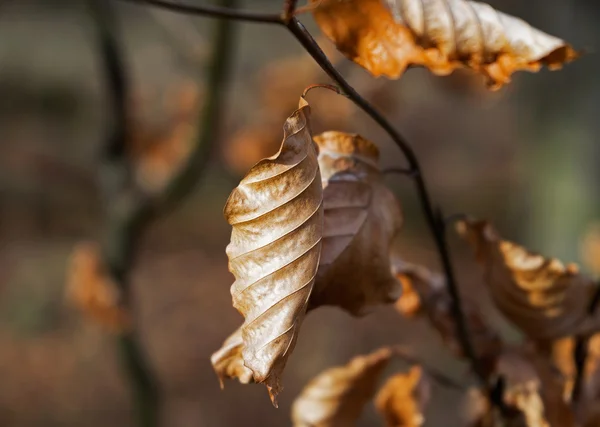 Autumn dry leaves in sunlight — Stock Photo, Image