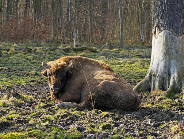 Aurochs em uma floresta de jardim zoológico — Fotografia de Stock