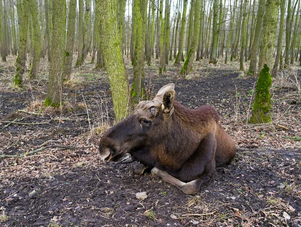 Le wapiti dans une forêt — Photo