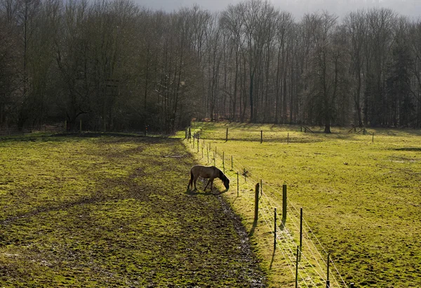 Cheval sur pâturage dans champ contre forêt — Photo