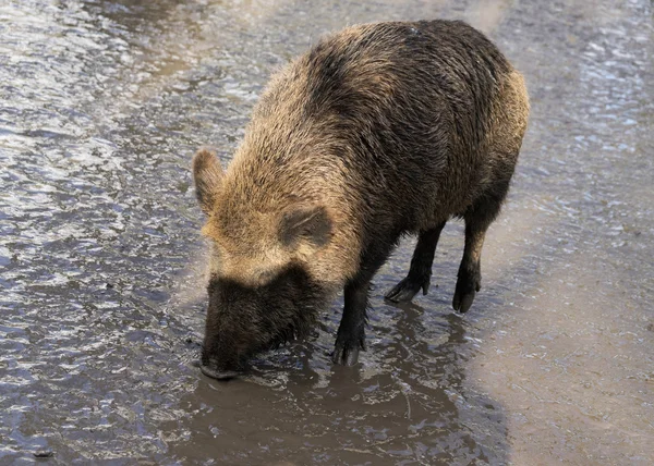 Porc sauvage sur sol sale liquide — Photo