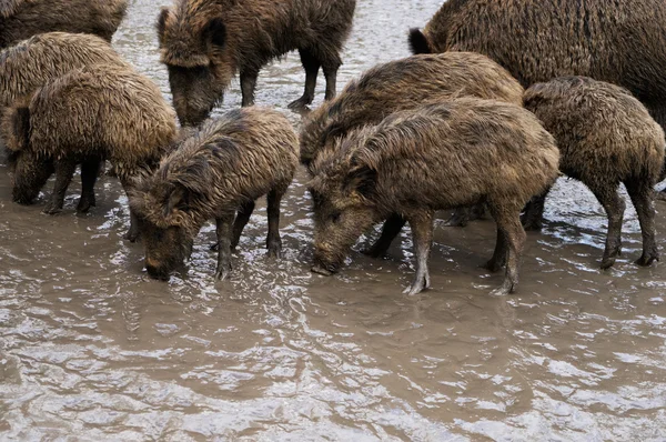 Porcos selvagens em solo líquido sujo — Fotografia de Stock