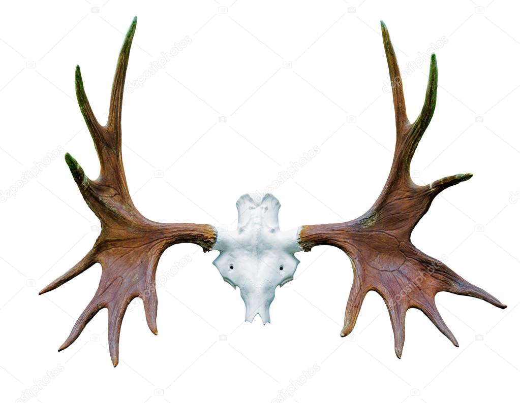 Antlers on a white background