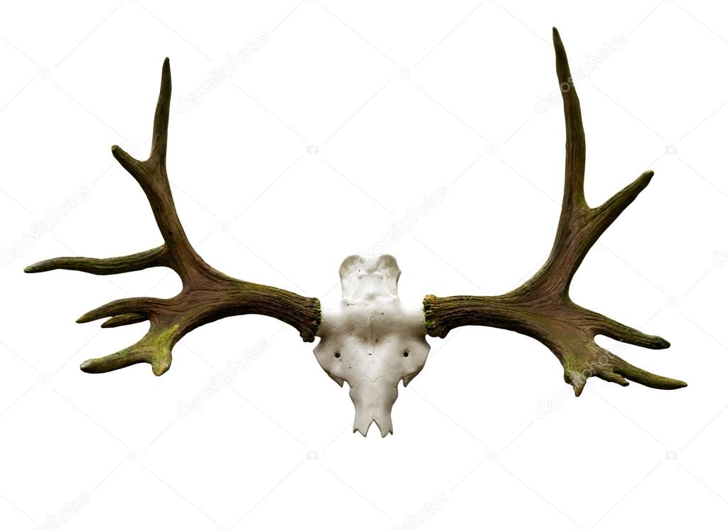 Antlers on a white background