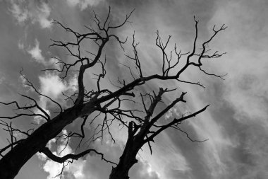 karanlık dramatik gökyüzü karşı eski kurumuş ağaçlar