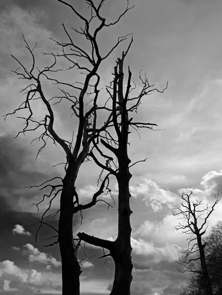 Velhas árvores secas contra o céu escuro dramático — Fotografia de Stock