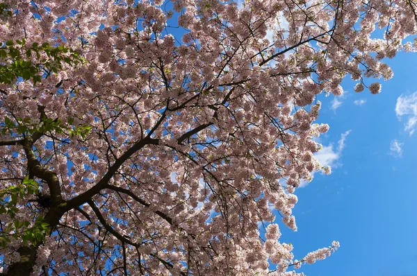 Cherry blossom in the sunlight — Stock Photo, Image