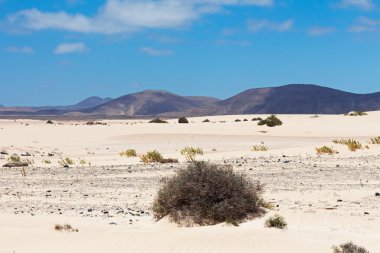 Çöl Fuerteventura alanında Corallejo